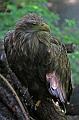 Zoo Schmiding 027